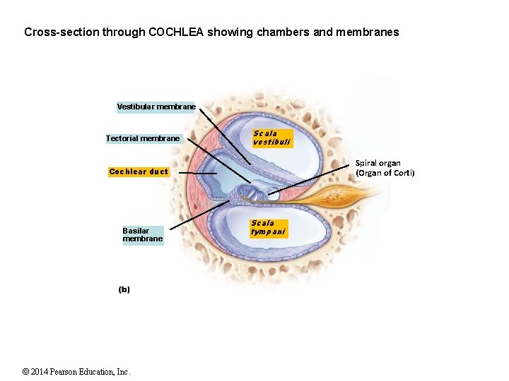 Cross-section through COCHLEA showing chambers and membranes Vestibular membrane Tectorial membrane Scala vestibuli Spiral