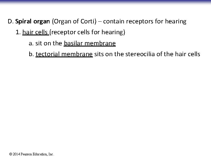 D. Spiral organ (Organ of Corti) – contain receptors for hearing 1. hair cells