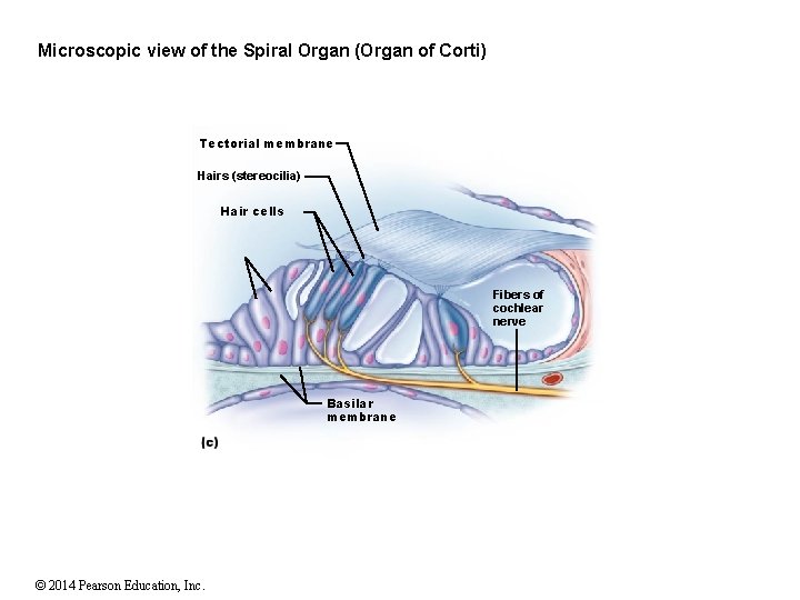 Microscopic view of the Spiral Organ (Organ of Corti) Tectorial membrane Hairs (stereocilia) Hair