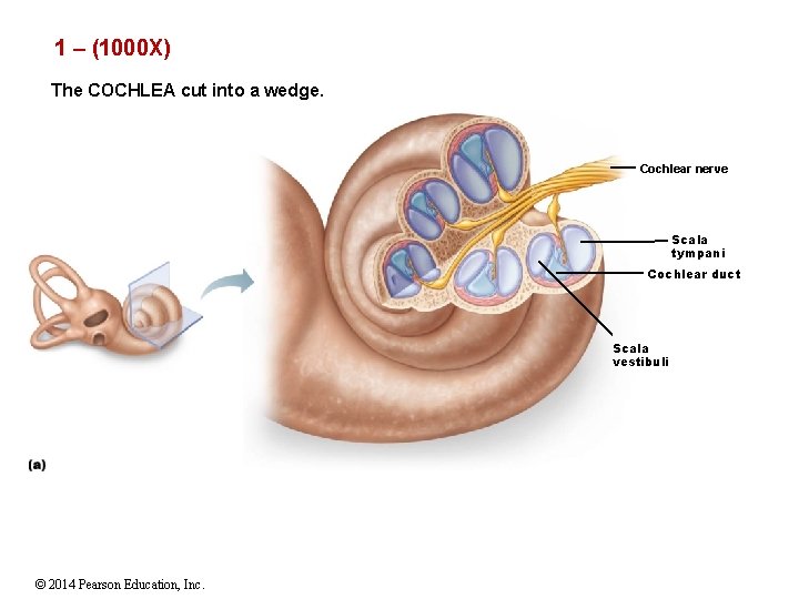 1 – (1000 X) The COCHLEA cut into a wedge. Cochlear nerve Scala tympani