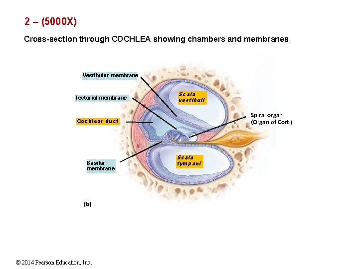 2 – (5000 X) Cross-section through COCHLEA showing chambers and membranes Vestibular membrane Tectorial