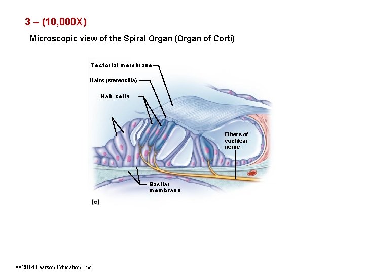 3 – (10, 000 X) Microscopic view of the Spiral Organ (Organ of Corti)