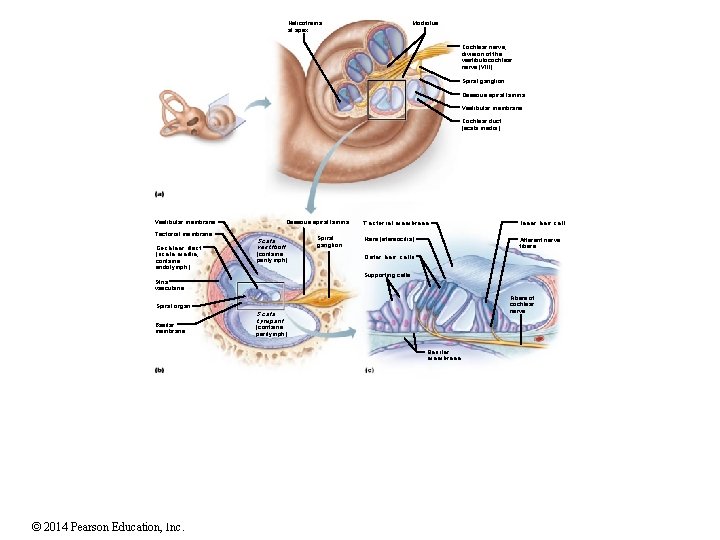 Helicotrema at apex Modiolus Cochlear nerve, division of the vestibulocochlear nerve (VIII) Spiral ganglion