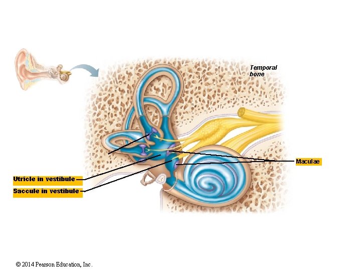 Temporal bone Maculae Utricle in vestibule Saccule in vestibule © 2014 Pearson Education, Inc.