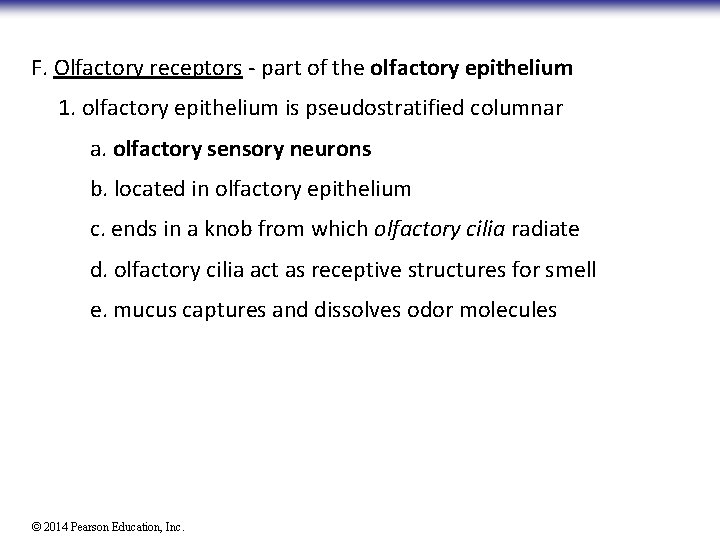 F. Olfactory receptors - part of the olfactory epithelium 1. olfactory epithelium is pseudostratified