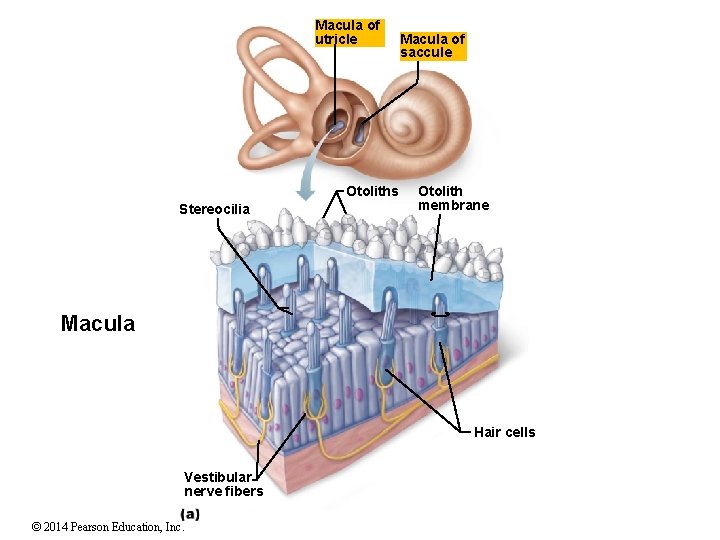 Macula of utricle Otoliths Stereocilia Macula of saccule Otolith membrane Macula Hair cells Vestibular