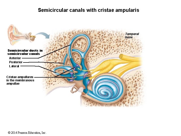 Semicircular canals with cristae ampularis Temporal bone Semicircular ducts in semicircular canals Anterior Posterior