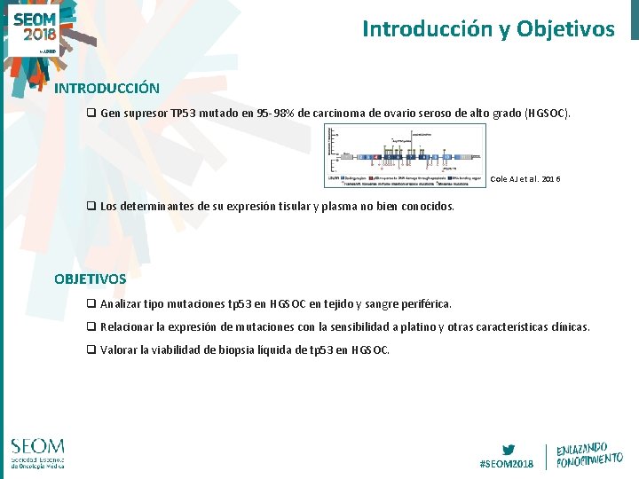 Introducción y Objetivos INTRODUCCIÓN q Gen supresor TP 53 mutado en 95 -98% de