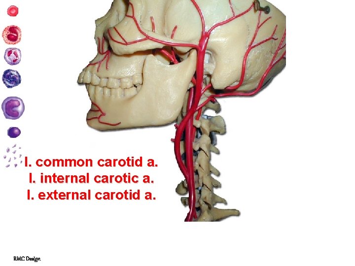 l. common carotid a. l. internal carotic a. l. external carotid a. RMC Design