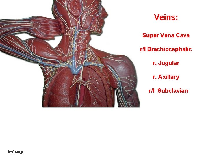 Veins: Super Vena Cava r/l Brachiocephalic r. Jugular r. Axillary r/l Subclavian RMC Design