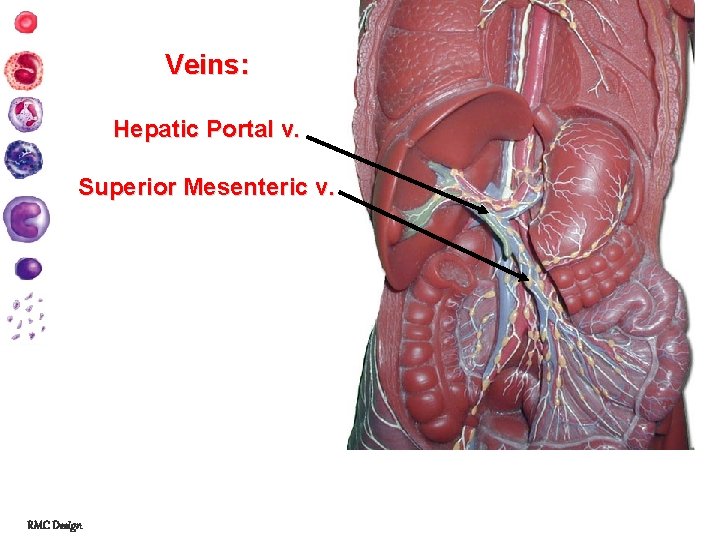 Veins: Hepatic Portal v. Superior Mesenteric v. RMC Design 