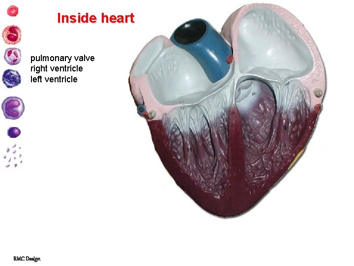 Inside heart pulmonary valve right ventricle left ventricle RMC Design 