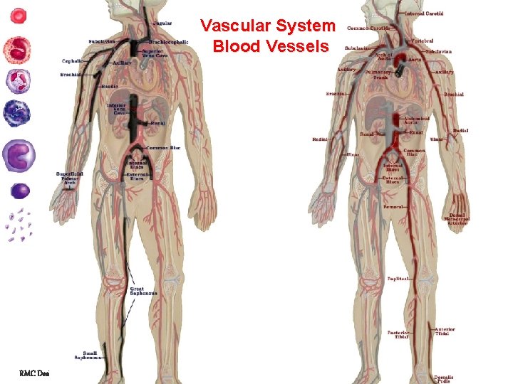 Vascular System Blood Vessels RMC Design 