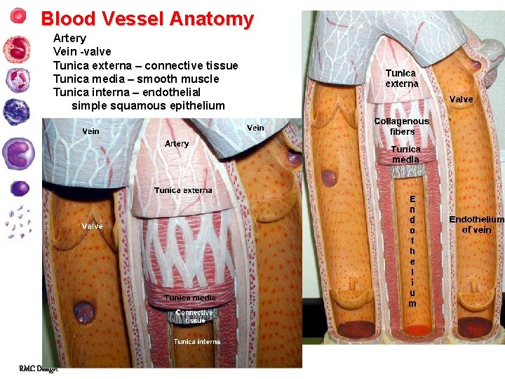 Blood Vessel Anatomy Artery Vein -valve Tunica externa – connective tissue Tunica media –