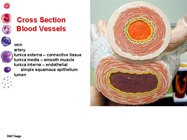 Cross Section Blood Vessels vein artery tunica externa – connective tissue tunica media –