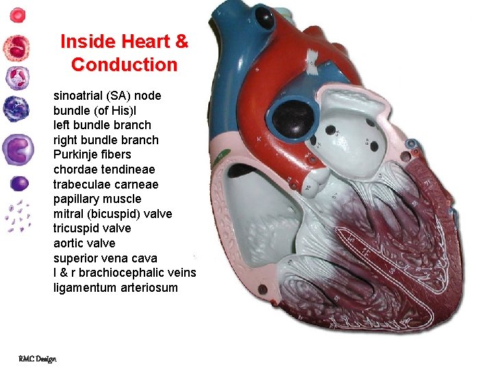 Inside Heart & Conduction sinoatrial (SA) node bundle (of His)l left bundle branch right