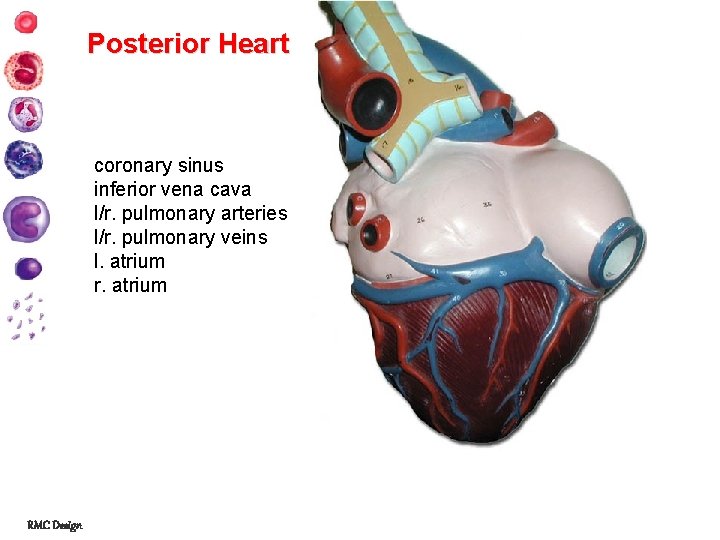 Posterior Heart coronary sinus inferior vena cava l/r. pulmonary arteries l/r. pulmonary veins l.