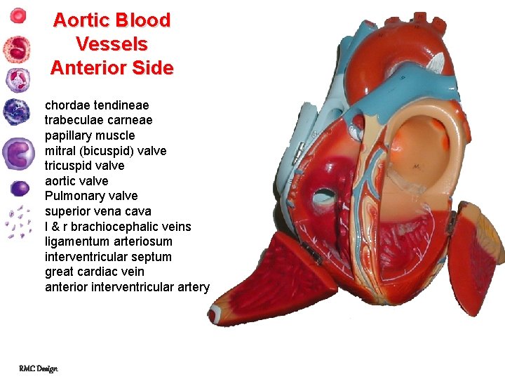 Aortic Blood Vessels Anterior Side chordae tendineae trabeculae carneae papillary muscle mitral (bicuspid) valve