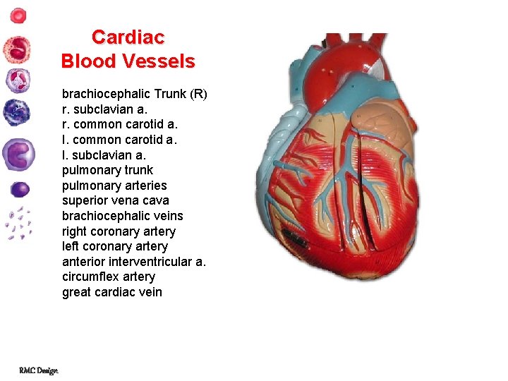 Cardiac Blood Vessels brachiocephalic Trunk (R) r. subclavian a. r. common carotid a. I.