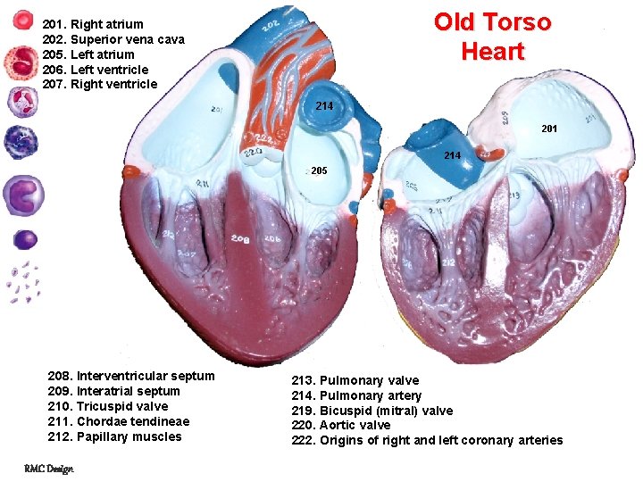 Old Torso Heart 201. Right atrium 202. Superior vena cava 205. Left atrium 206.