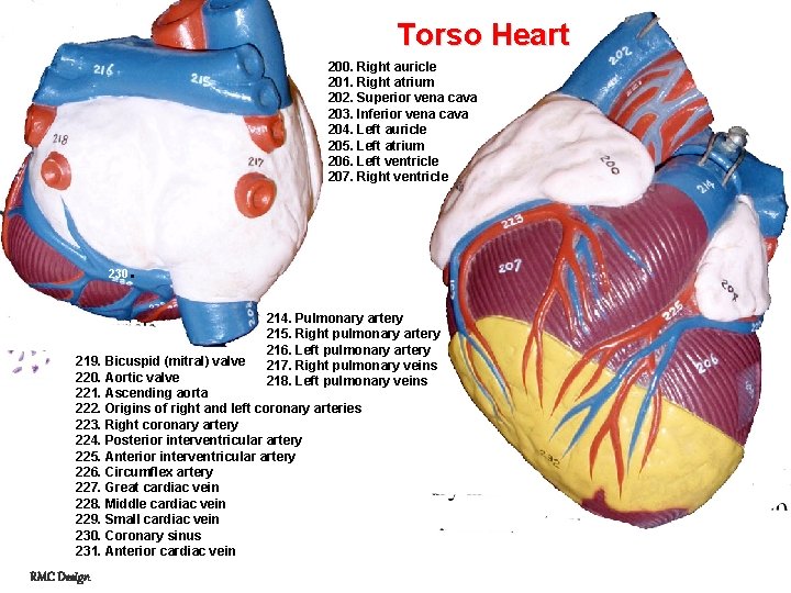 Torso Heart 200. Right auricle 201. Right atrium 202. Superior vena cava 203. Inferior