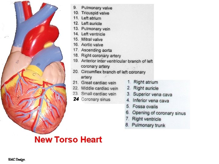 New Torso Heart RMC Design 