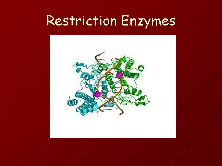 Restriction Enzymes 