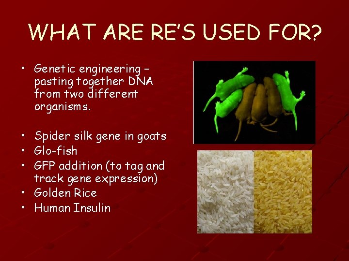 WHAT ARE RE’S USED FOR? • Genetic engineering – pasting together DNA from two