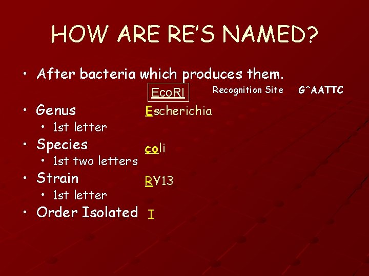 HOW ARE RE’S NAMED? • After bacteria which produces them. • Genus Recognition Site