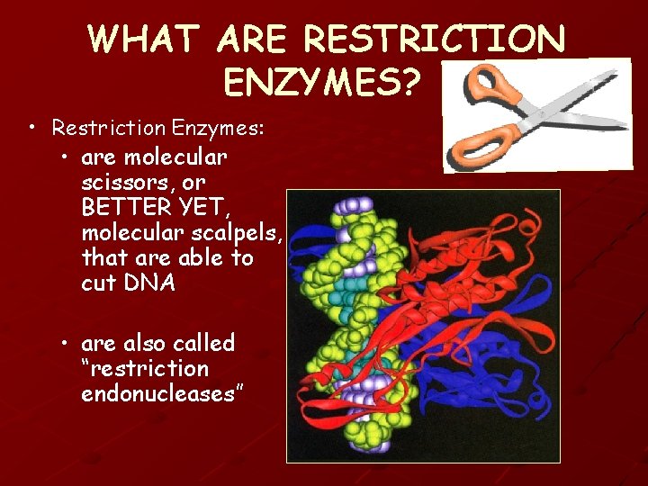 WHAT ARE RESTRICTION ENZYMES? • Restriction Enzymes: • are molecular scissors, or BETTER YET,