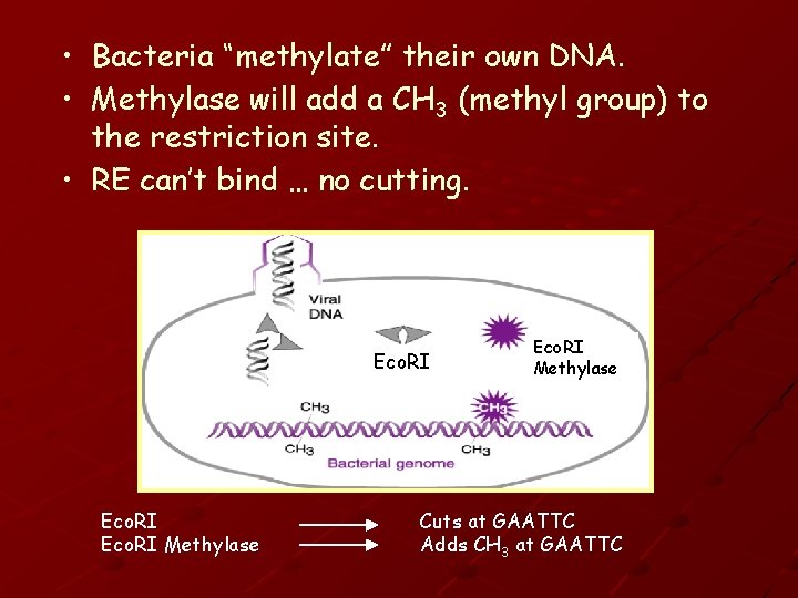  • Bacteria “methylate” their own DNA. • Methylase will add a CH 3