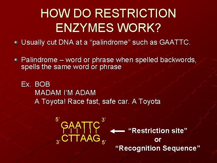 HOW DO RESTRICTION ENZYMES WORK? Usually cut DNA at a “palindrome” such as GAATTC.