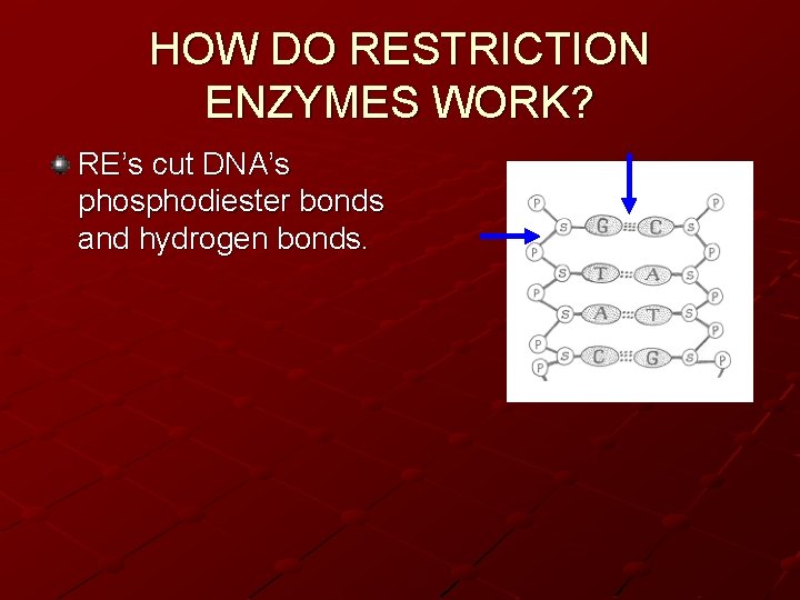 HOW DO RESTRICTION ENZYMES WORK? RE’s cut DNA’s phosphodiester bonds and hydrogen bonds. 