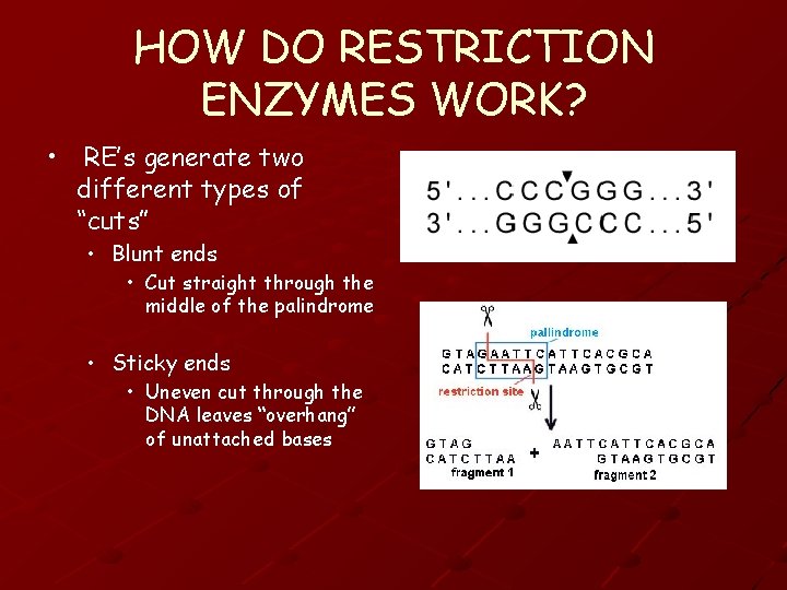 HOW DO RESTRICTION ENZYMES WORK? • RE’s generate two different types of “cuts” •