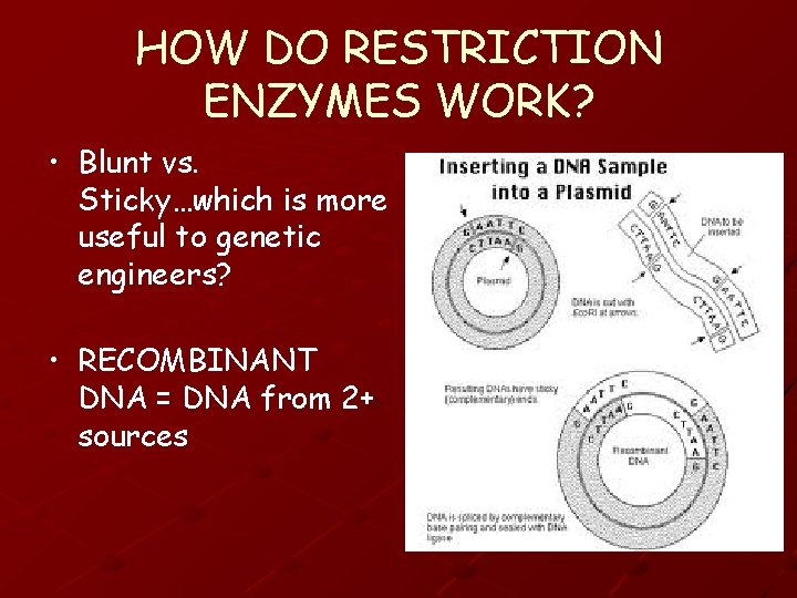 HOW DO RESTRICTION ENZYMES WORK? • Blunt vs. Sticky…which is more useful to genetic