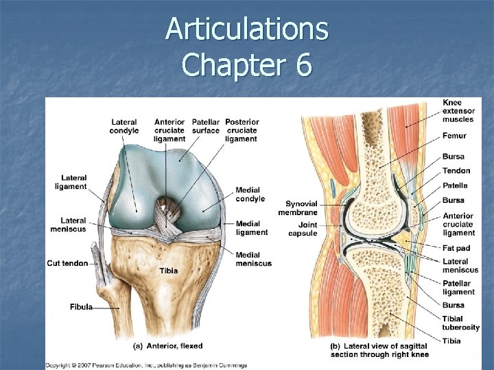 Articulations Chapter 6 