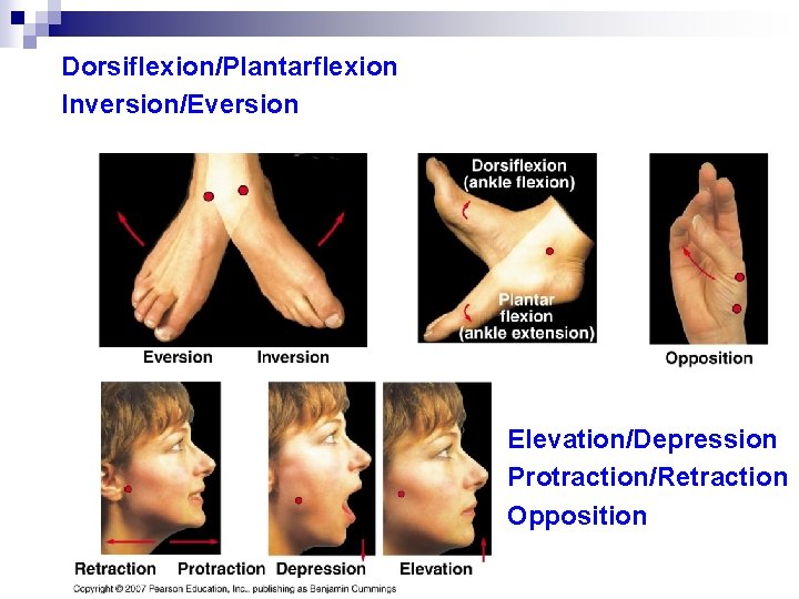 Dorsiflexion/Plantarflexion Inversion/Eversion Elevation/Depression Protraction/Retraction Opposition 