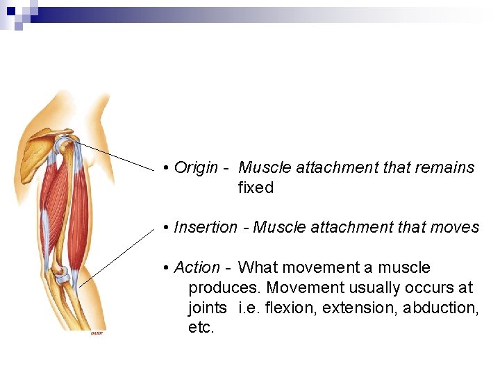  • Origin - Muscle attachment that remains fixed • Insertion - Muscle attachment