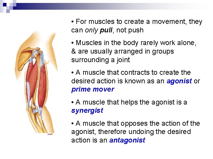  • For muscles to create a movement, they can only pull, not push