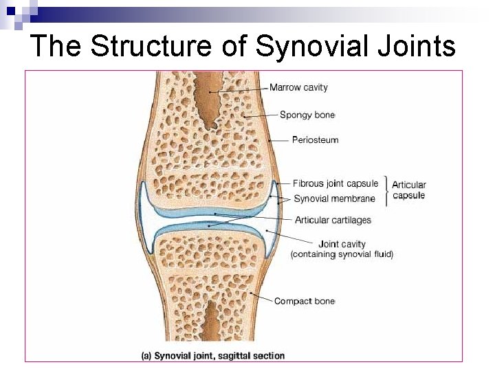 The Structure of Synovial Joints 