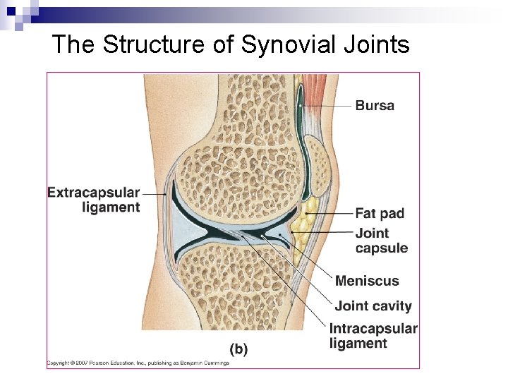 The Structure of Synovial Joints 