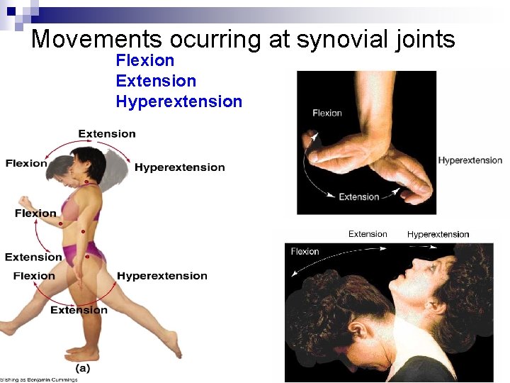 Movements ocurring at synovial joints Flexion Extension Hyperextension 