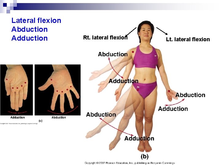 Lateral flexion Abduction Adduction Rt. lateral flexion Lt. lateral flexion 