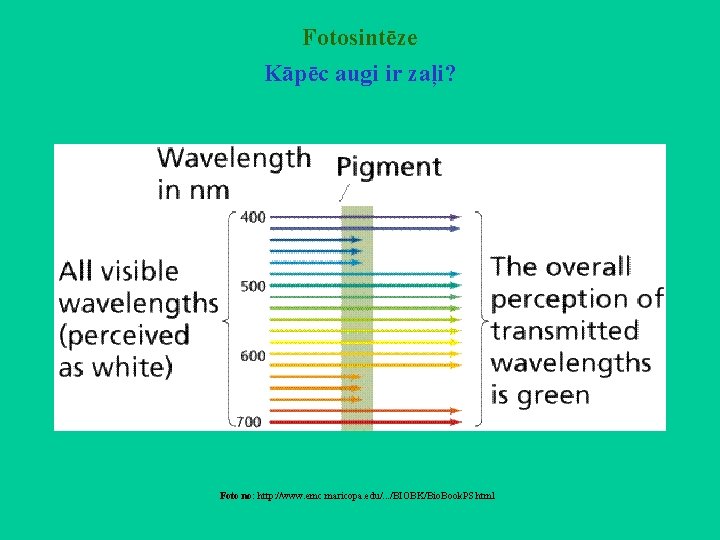 Fotosintēze Kāpēc augi ir zaļi? Foto no: http: //www. emc. maricopa. edu/. . .