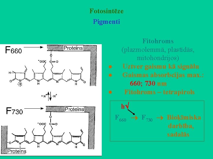 Fotosintēze Pigmenti Fitohroms (plazmolemmā, plastīdās, mitohondrijos) · Uztver gaismu kā signālu · Gaismas absorbcijas