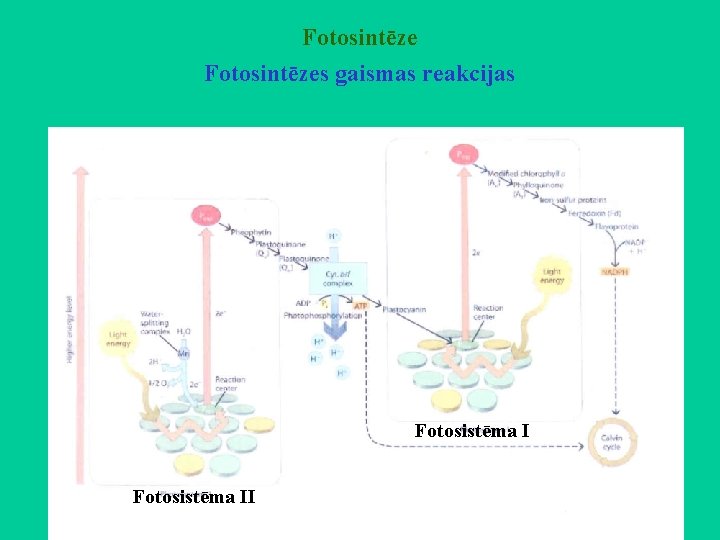 Fotosintēzes gaismas reakcijas Fotosistēma II 