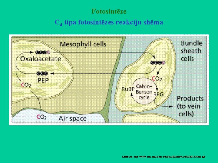 Fotosintēze C 4 tipa fotosintēzes reakciju shēma Attēls no: http: //www. emc. maricopa. edu/faculty/farabee/BIOBK/C