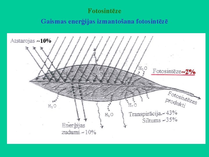 Fotosintēze Gaismas enerģijas izmantošana fotosintēzē ~10% ~2% 