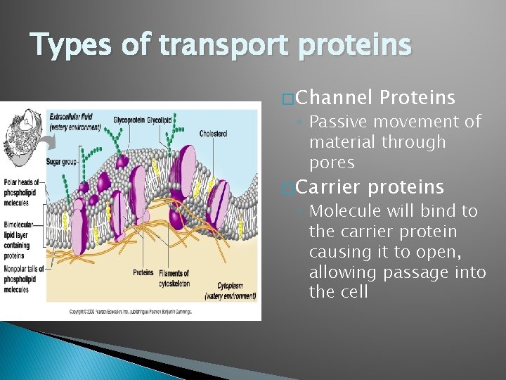 Types of transport proteins � Channel Proteins ◦ Passive movement of material through pores