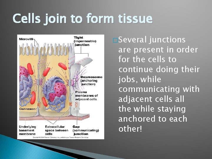 Cells join to form tissue � Several junctions are present in order for the